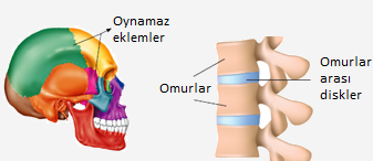 Kafatası kemikleri, oynamaz eklemlerle birbirlerine sıkıca bağlanır, Omur kemikleri yarı oynar eklemlerle bağlanır